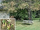 Foto dari daun dan biji pohon gejala oak layu di red oak tree