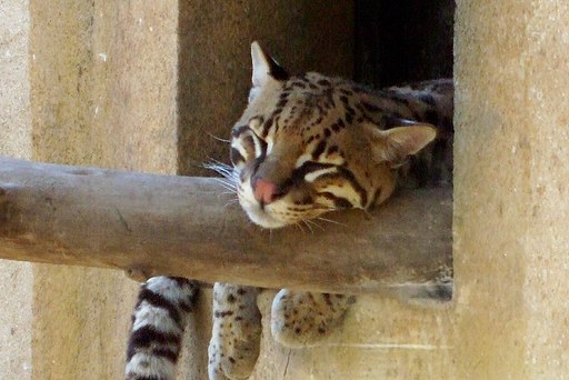 female ocelot