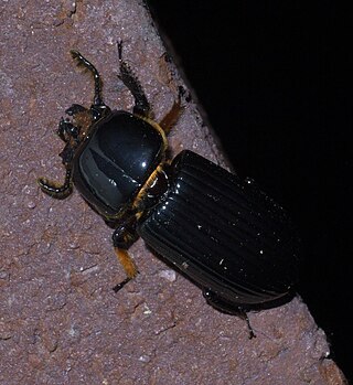 <i>Odontotaenius</i> Genus of beetles