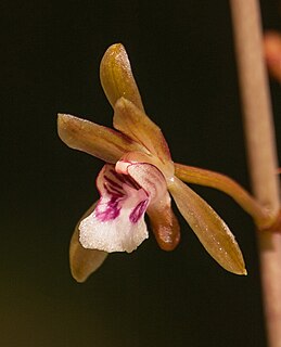 <i>Oeceoclades gracillima</i> Species of orchid