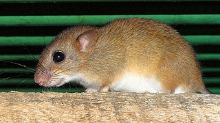 <i>Oecomys bicolor</i> Species of rodent