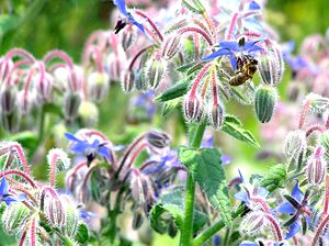 Borago officinalis