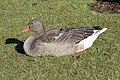 * Nomination Goose in the Memorial Garden of York, England. --Chabe01 22:52, 1 August 2018 (UTC) * Promotion  Support Good quality. --Podzemnik 00:37, 2 August 2018 (UTC)