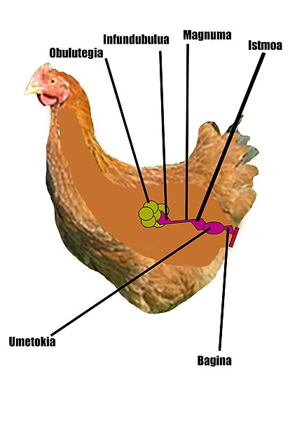 File:Oiloaren ugaltze-aparatua.jpg