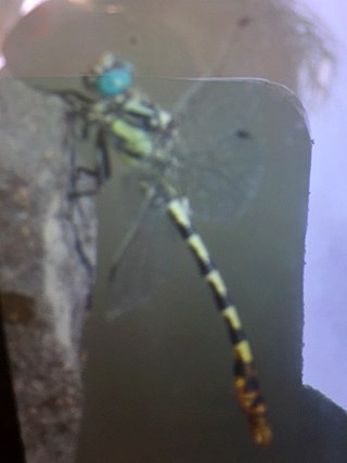 <i>Onychogomphus assimilis</i> Species of dragonfly