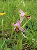 Ophrys Apifera