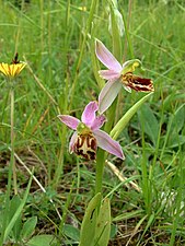 Ophrys apifera subsp. jurana.