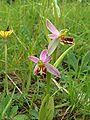 Ophrys apifera ssp. jurana