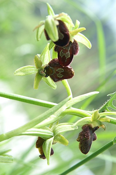 File:Ophrys sphegodes - Logar nad Horjulom (6).jpg