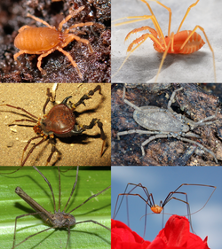 Opiliones collage.png