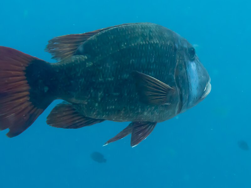 File:Orange-spotted emperor (Lethrinus erythracanthus) (24463913448).jpg