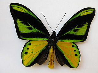 <i>Ornithoptera chimaera</i> Species of butterfly