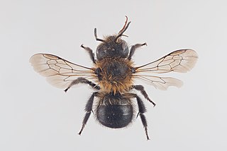 <i>Osmia inermis</i> Species of bee