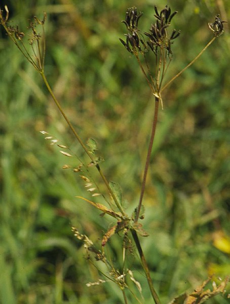 File:Osmorhiza occidentalis (5182543583).jpg