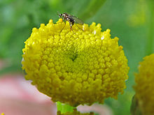 Ozirhincus'un ovipositing dişi longicollis.jpg