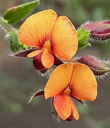 Oxylobium cordifolium (dipotong).jpg