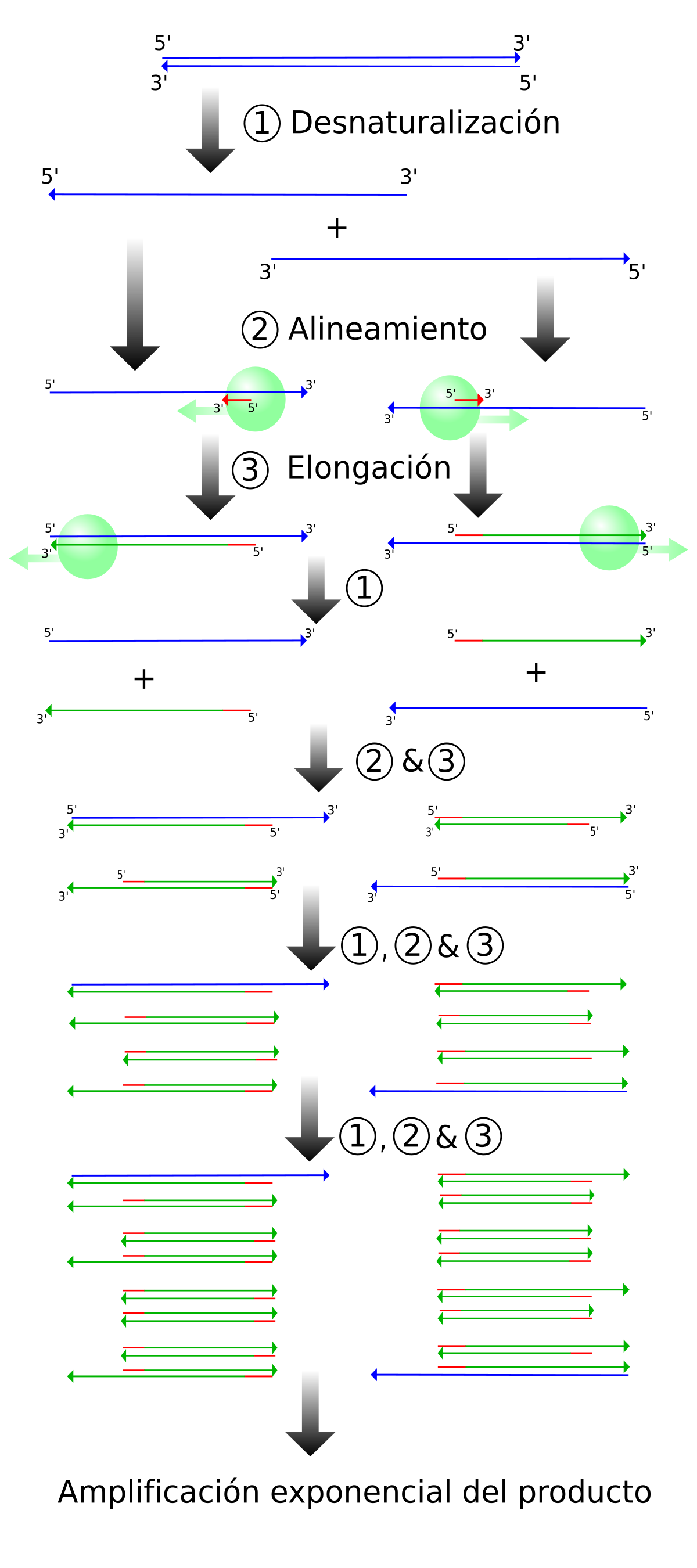 File:PCR es.svg - Wikimedia Commons