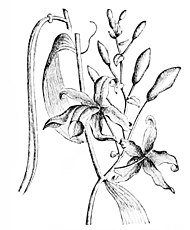 PSM V15 D661 Vanilla planifolia.jpg