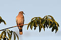 Paloma ala blanca, White-winged Dove. Zenaida asiatica (9295849427).jpg