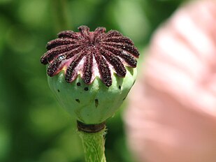 'Pattys Plum' Flower head with no petals