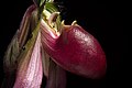 Paphiopedilum callosum