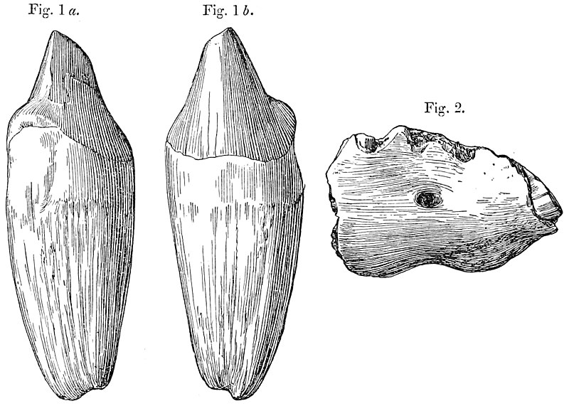 File:Paraceratherium bugtiense incisors.jpg