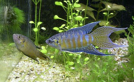 Tập_tin:Paradise_fish_female_and_male_02.jpg