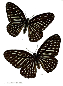 Paranticopsis megarus 517.png