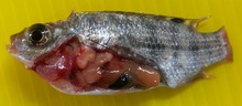 Metacercariae of Clinostomum phalacrocoracis in fish Parasite140042-fig2 Clinostomum phalacrocoracis metacercariae in fish.tif