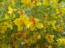 The flowers of Parkinsonia aculeata, an invasive species in Northern Australia.