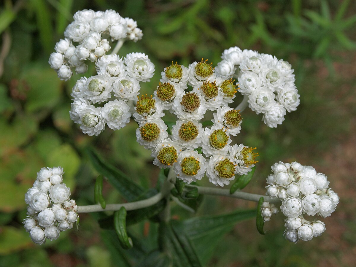 Sacura margaritacea