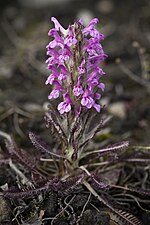 Miniatura para Pedicularis lanata