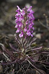 Pedicularis lanata