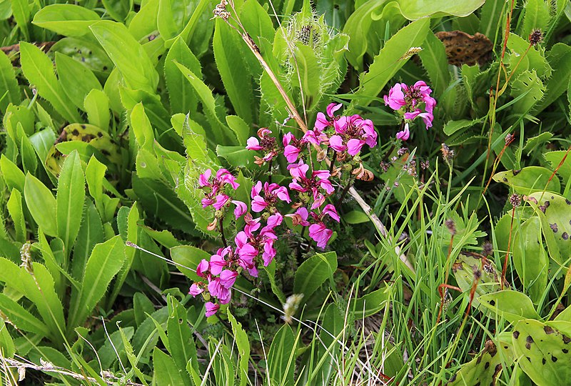 File:Pedicularis nordmanniana 31548154.jpg