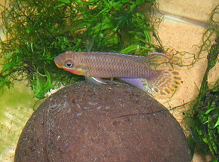 Tập_tin:Pelvicachromis_papa,_day_4.JPG