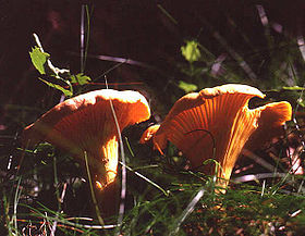 Almindelig Kantarel (Cantharellus cibarius).