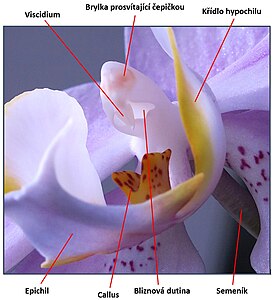 Phalaenopsis: detail květu (sloupek a jeho okolí), spodní pohled