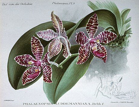 File:Phalaenopsis lueddemanniana.jpg