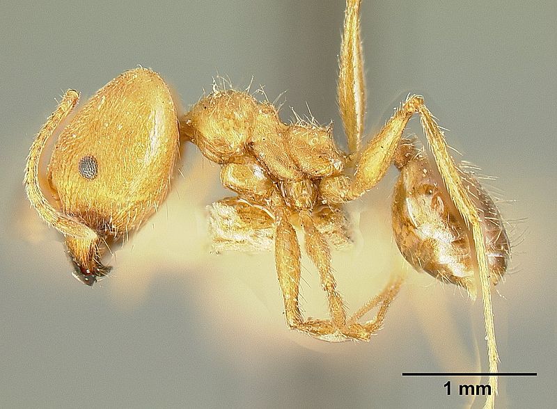 File:Pheidole susannae jtlc000015334 profile 1.jpg