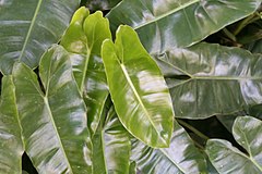 Description de l'image Philodendron burle-marxii 4zz.jpg.