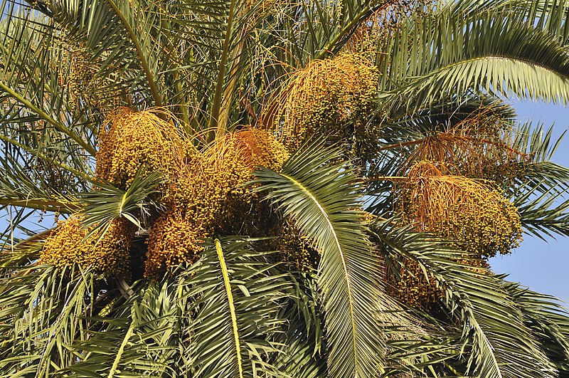 File:Phoenix canariensis qtl1.jpg