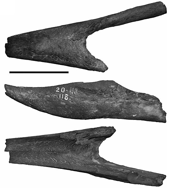 File:Phorusrhacos holotype mandible.jpg