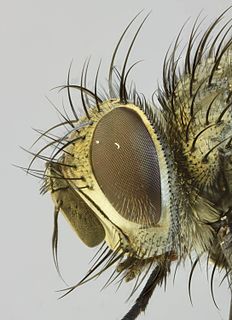 <i>Phryxe nemea</i> Species of fly