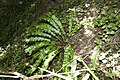 Français : Phyllitis scolopendrium Vallon de la ferme le Colombier à Château-Thierry (Aisne), France