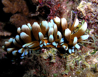 <i>Phyllodesmium kabiranum</i> species of mollusc