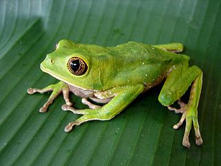 <i>Phyllomedusa venusta</i> Species of frog