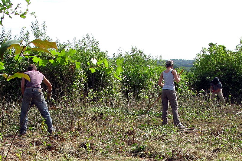 File:Picquigny (29 juillet 2009) débroussaillage 5.jpg