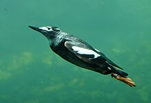 A pigeon guillemot diving at Living Coasts, Torquay, England Pigeon Guillemot underwater in Living Coasts.jpg