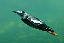 Pigeon Guillemot underwater in Living Coasts.jpg