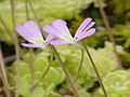 Pinguicula esseriana